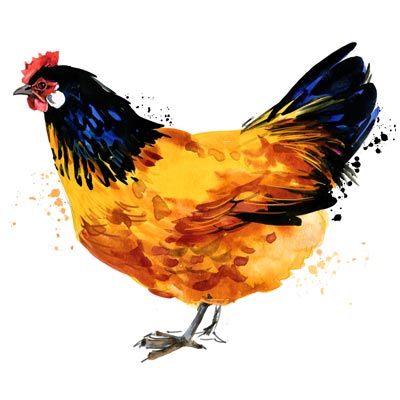 Paint a Chicken Picture