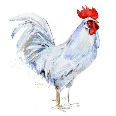 Paint White Leghorn Picture