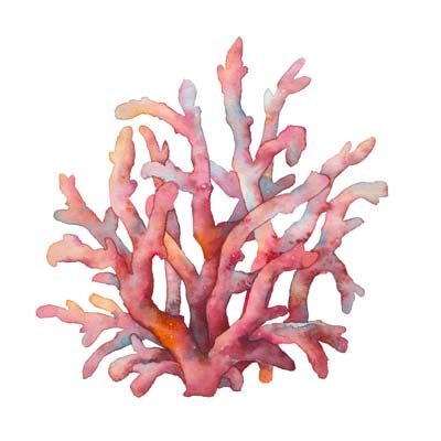 Paint Coral Illustration Picture