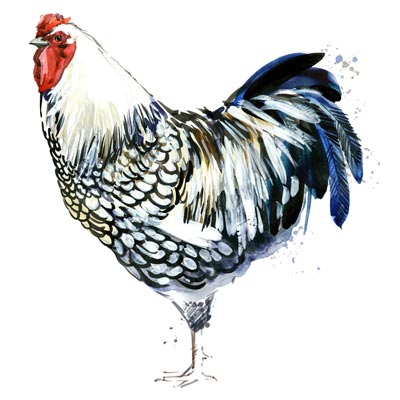 Paint Wyandotte Chicken Picture