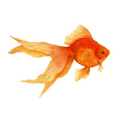 Paint Goldfish Picture