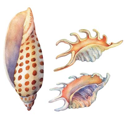 Paint Sea Shells No 3 Picture