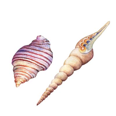 Paint Sea Shells No 4Picture