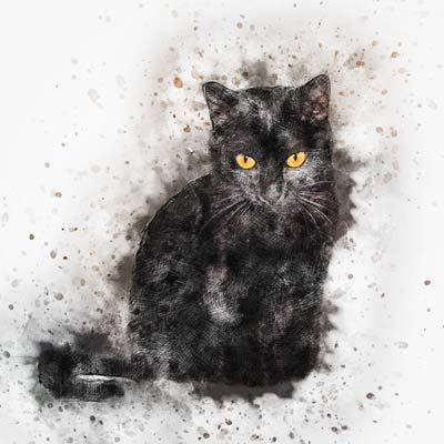 Paint a black cat Picture