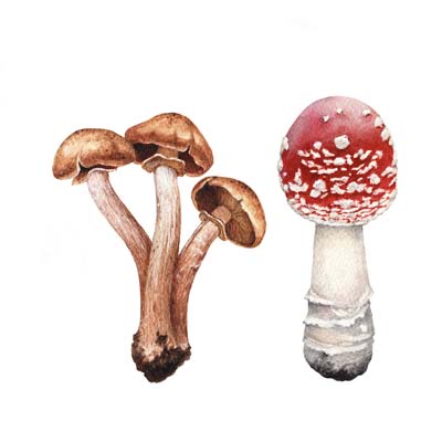 Paint Mushrooms 1 Picture