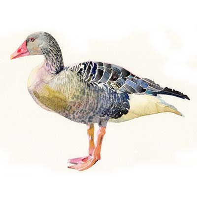 Paint a Greylag Goose Picture