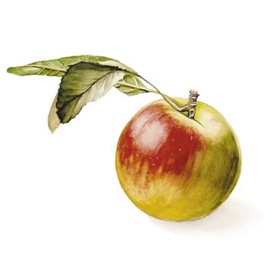 Paint an Apple Picture