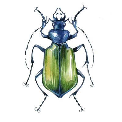 Paint Green Blue Beetle Picture