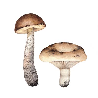 Paint Mushrooms 1 Picture