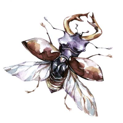 Paint Horn Beetle Picture