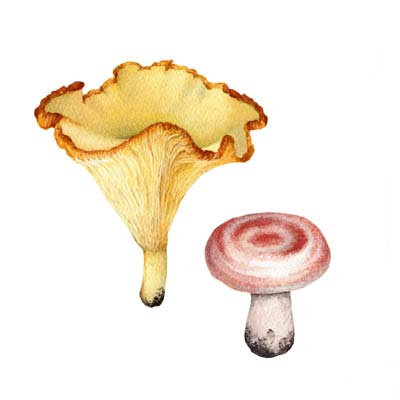 Paint Mushrooms Continued Picture