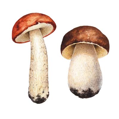 Paint Mushroom 3 Picture