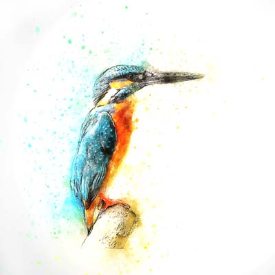 Paint a Kingfisher Picture