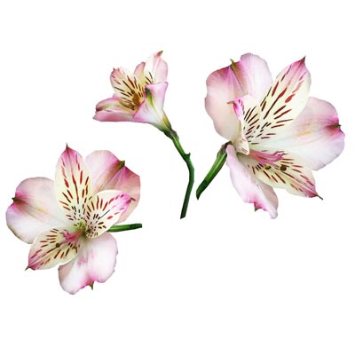Paint Alstroemeria Flower Picture