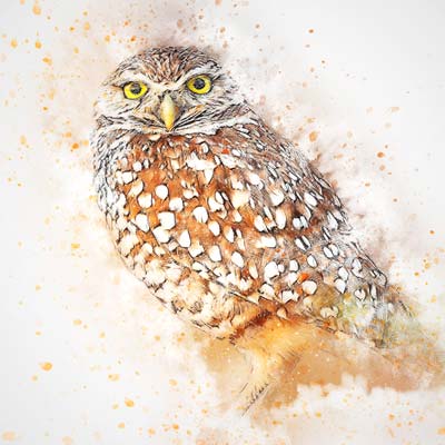 Paint an Owl Picture