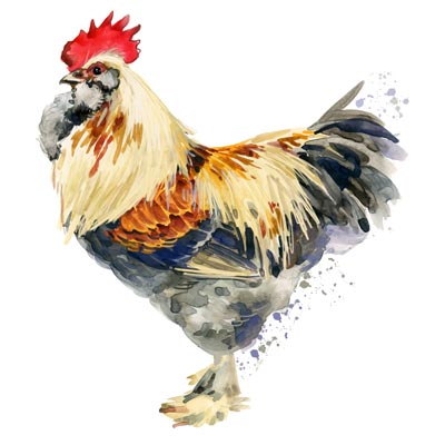Draw a Rooster 1 Picture